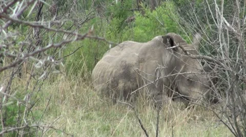 Rhino2 Stock Footage 11071390