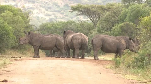 Rhino3 1 Stock Footage 11071475