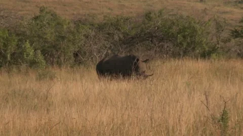 Rhino3 Stock Footage 11071645