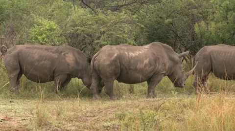 Rhino4 Stock Footage 11071726