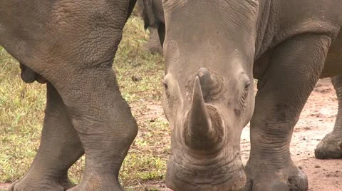 Rhino5 Stock Footage 11071733