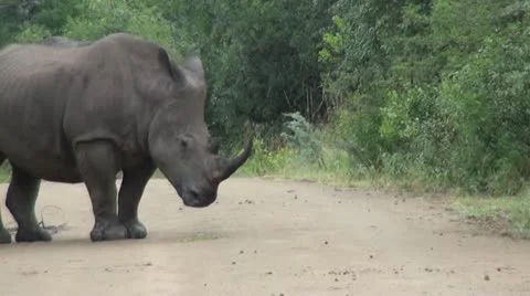 Rhino6 Stock Footage 11071815
