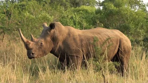 Rhino7 Stock Footage 11071821