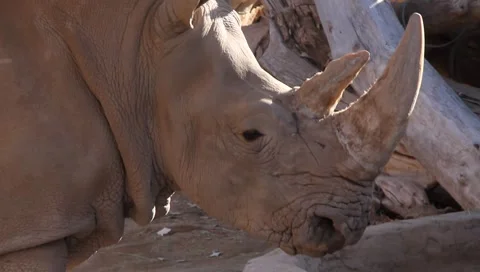 Rhinoceros 2 Video stock 1051781