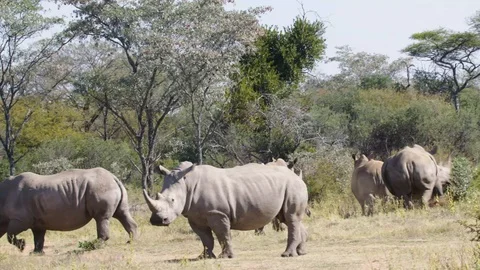 Rhinoceros 2 Stock Footage 120742152