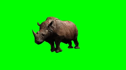 Rhinoceros attack  - green screen Video stock 38530845