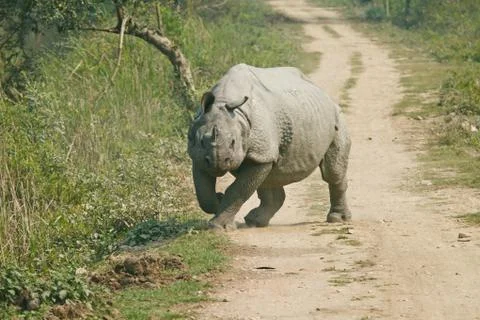 Rhinoceros attack Stock Photos