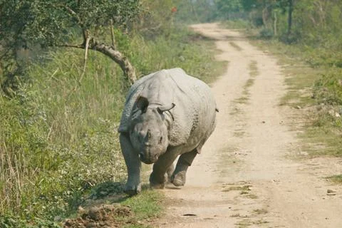 Rhinoceros attack Stock Photos