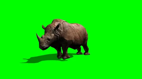 Rhinoceros attack with shadow - green screen Video stock 38534944