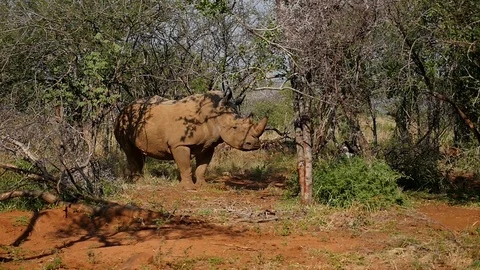 Rhinoceros attacks Video stock 85763174