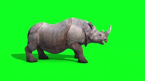 Rhinoceros Attacks Side Green Screen Loop 3D Renderings Animations Animals Vídeo Stock 83989825