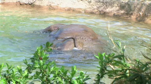 Rhinoceros Bathing Stock Footage 134296