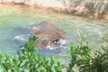 Rhinoceros Bathing Footage