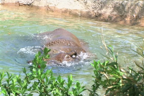 Rhinoceros Bathing 動画素材 2767619