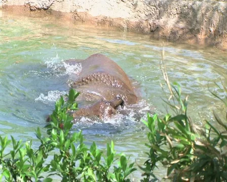Rhinoceros Bathing 動画素材 2871376