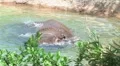 Rhinoceros Bathing HD Footage
