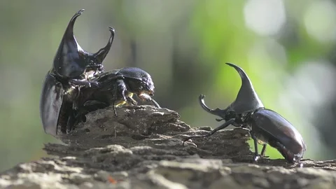 Rhinoceros Beetle-11 Stock Footage 161108301