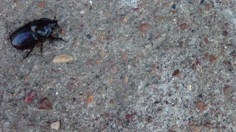 Rhinoceros beetle, big black bug, known as oryctes nasicornis. Stock Footage 158539387