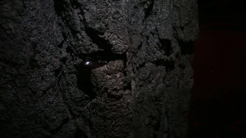Rhinoceros beetle crawling close up v3 Stock Footage