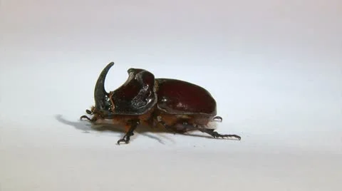 Rhinoceros beetle Video stock 15112215