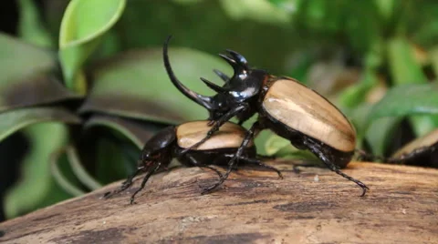 Rhinoceros beetle. Stock-Footage 54688162