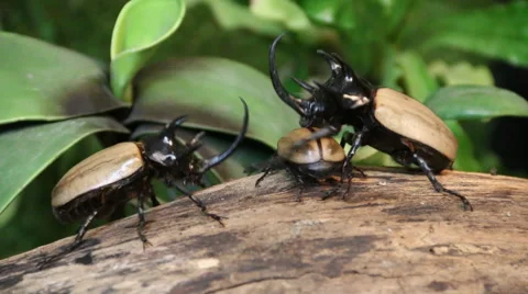 Rhinoceros Beetle. Stock Footage 54688516