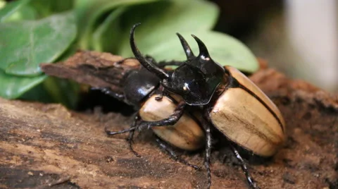 Rhinoceros beetle. Stock Footage 54689677