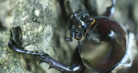 Rhinoceros Beetle Stock Footage 97992081