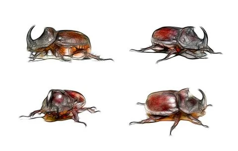 Rhinoceros beetle Stock Illustration