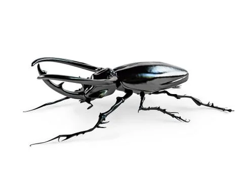 Rhinoceros beetle Stock Illustration