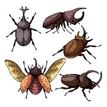 Rhinoceros beetle insect illustrations set with different horn shapes Stock Illustration
