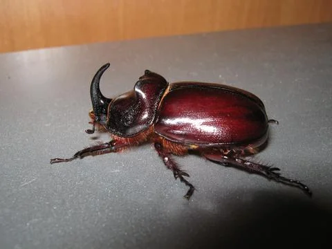 Rhinoceros beetle on the table Stock Photos