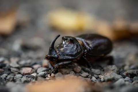 Rhinoceros beetle traveling on a forest road Stock Photos