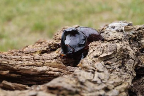 Rhinoceros Beetle on tree trunks Foto stock