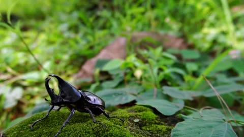 Rhinoceros beetle walking Stock Footage 227709100