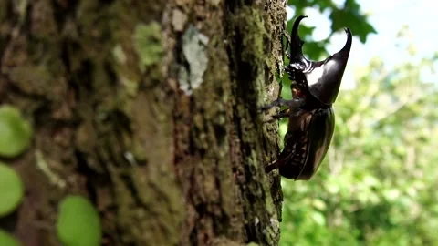 Rhinoceros beetle walking on pine tree Stock Footage 227709478