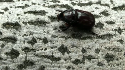 Rhinoceros beetle.attack Stock Footage 11266766