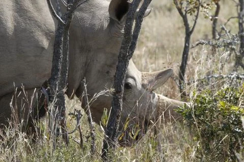 Rhinoceros Close Up Stock Photos