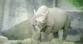 Rhinoceros Eating HD Footage