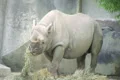 Rhinoceros Eating Footage