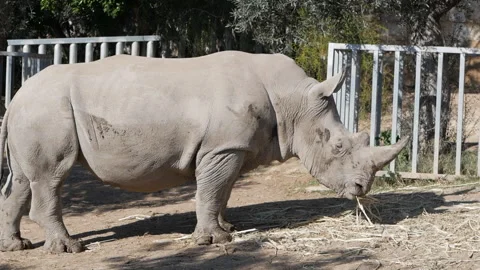 A rhinoceros eats dry grass, calmly chewing in its natural habitat. The powerful Video stock 302543398
