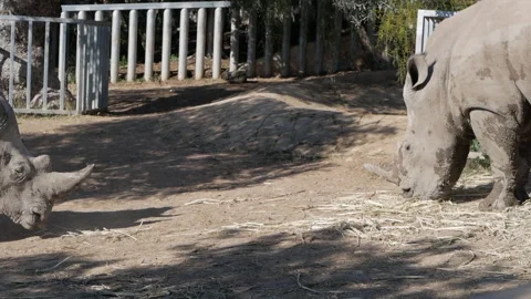 Rhinoceros eats dry grass. One rhinoceros steps back, letting another take its Stock Footage 302543276