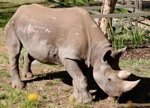 Rhinoceros facing right Stock Photos