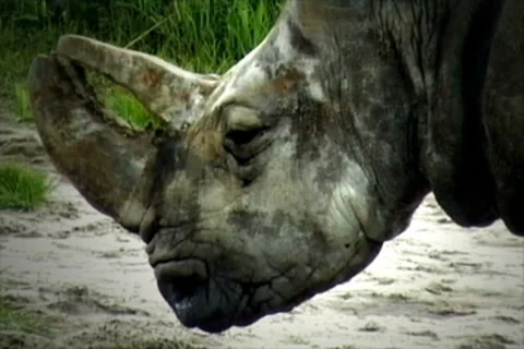 Rhinoceros Stock Footage 8833291
