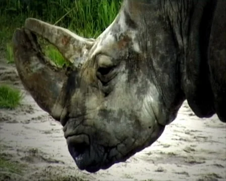 Rhinoceros Stock Footage 8833298