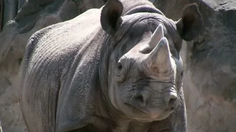 Rhinoceros Stock Footage 10695070