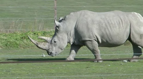 Rhinoceros Stock-Footage 11006144