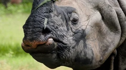 Rhinoceros Stock Footage 160214132