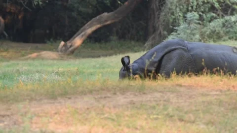 Rhinoceros Stock Footage 165253351