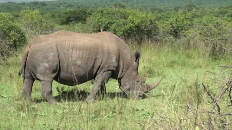 Rhinoceros Vidéo 208862618